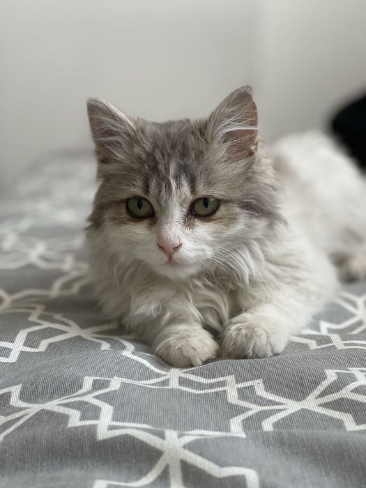 Котенок в добрые руки