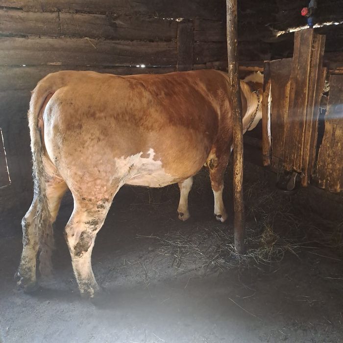 Jurinca bălțată