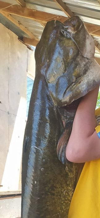 Продам свежую Рыбу Сом кусками