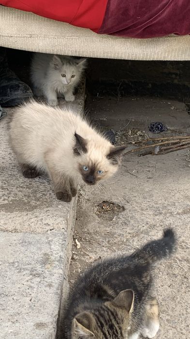 котенок красивые