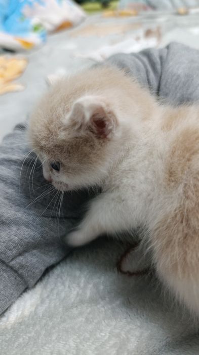 Отдам в добрые руки котёнок мальчик