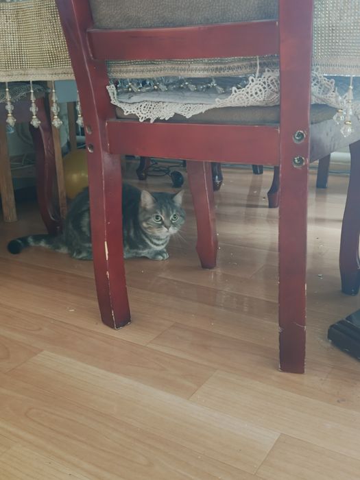 Продам.   Британку..