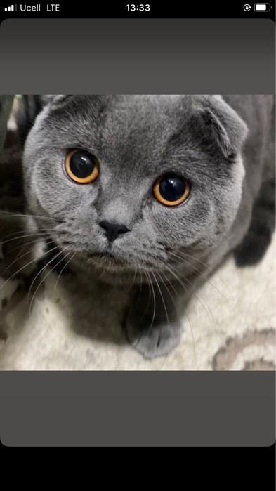 Skotish fold sotiladi ogil bola