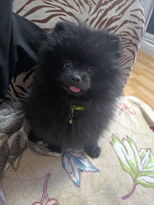 Продается девочка породы Немецкий шпиц