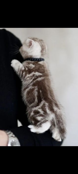 Котята шотландские