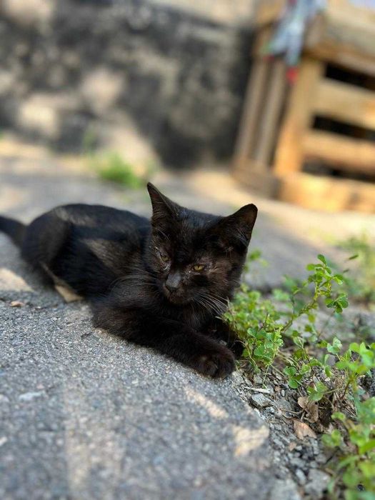 Котята в хорошие руки бесплатно