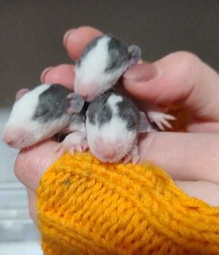 крысята для РЕЗЕРВА