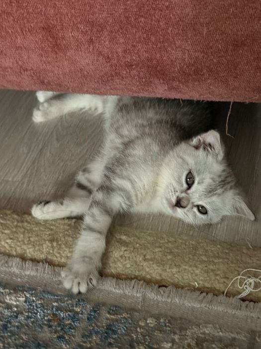 продаю шотландскую кошечку
