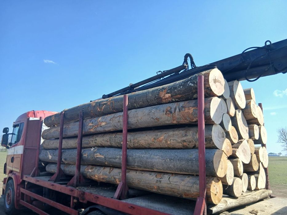 Tai lemne cu moto ferăstrău Stihl.