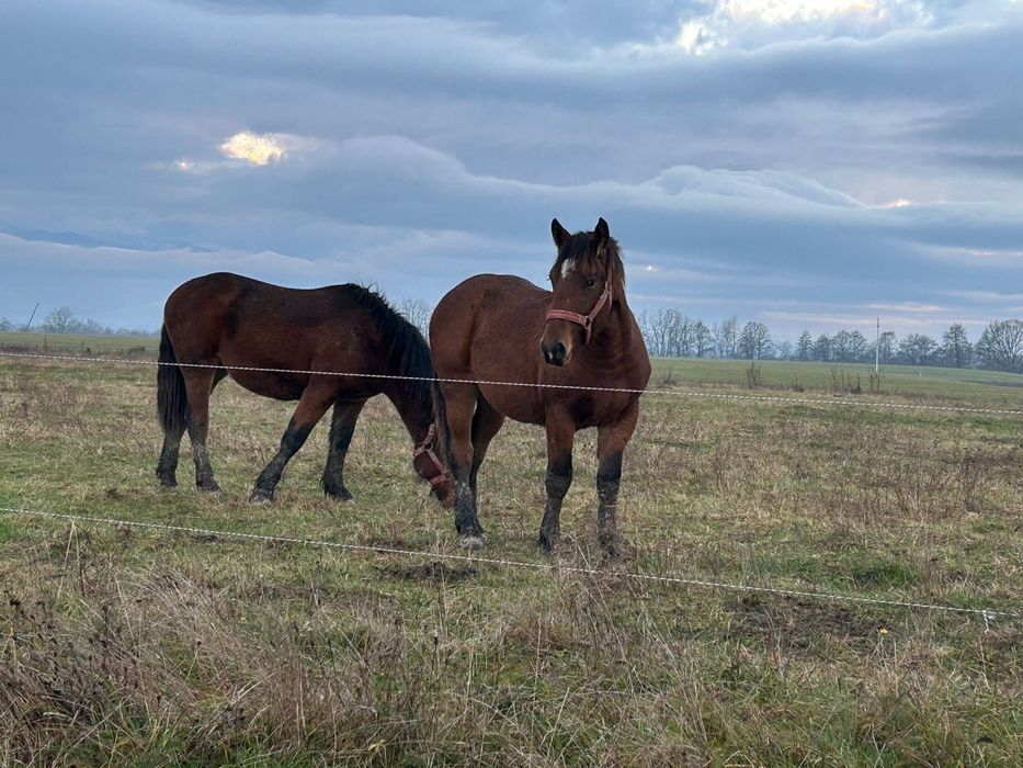 LA SCHIMB doi cârlani de un an!