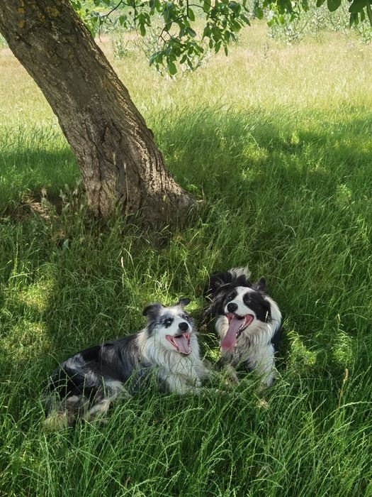 Pui Border Collie