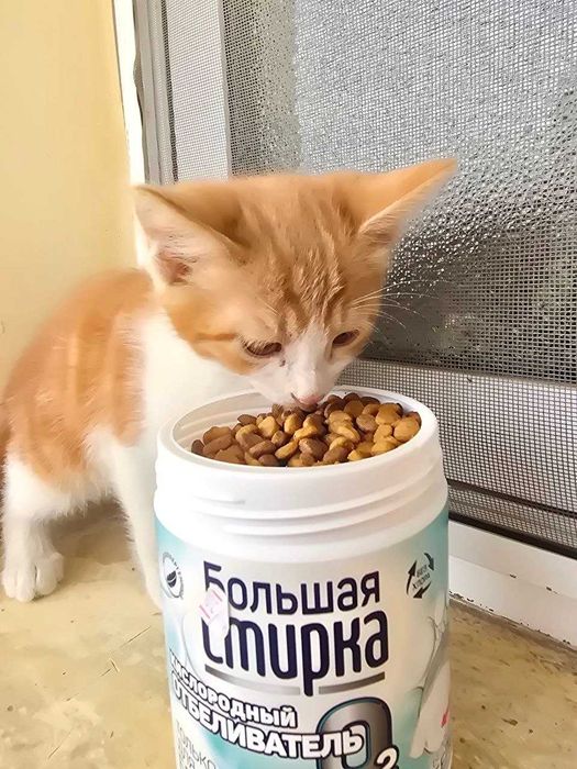 Кошки (mushukchala)