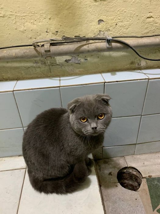 Шотнаская мушук