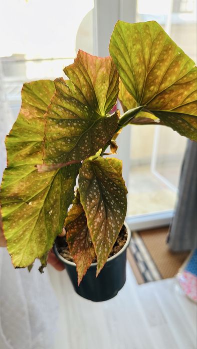 Бегонии по 10 лв за Варна лично предаване