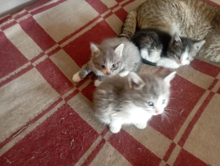 Отдам даром котят
