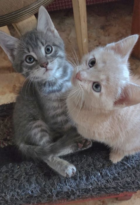 Котята третий месяц