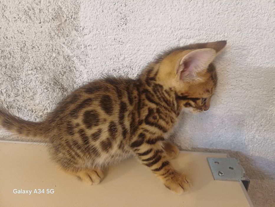 Породисто Бенгалско коте