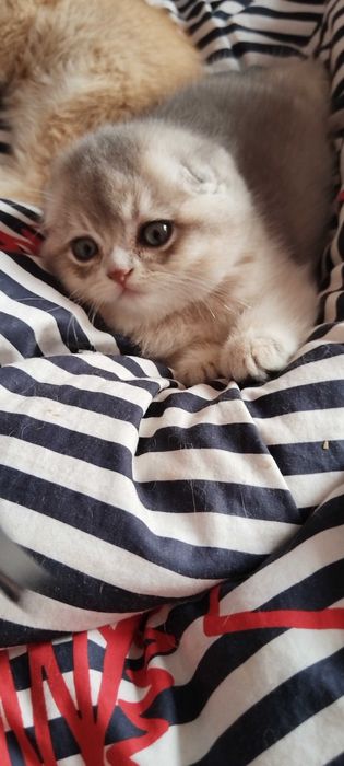 Разкошни златни клепоухи шотландчета