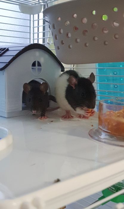 Cușcă cu șobolani de companie