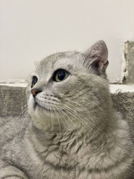 Серебранай Шиншила.