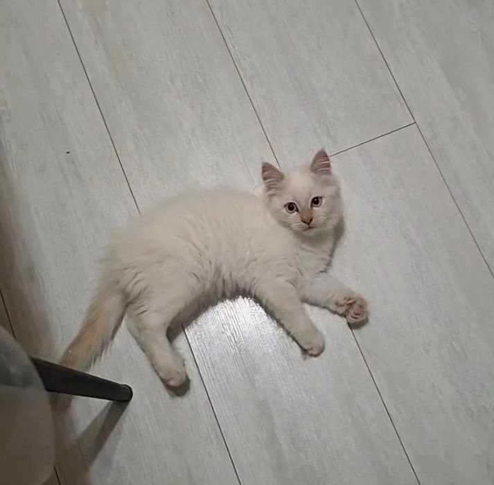 Отдам в добрые руки котенка, мальчик