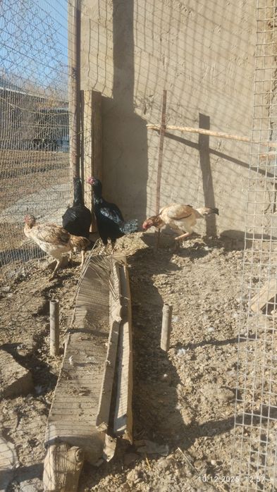 Продам курицы бойцовские