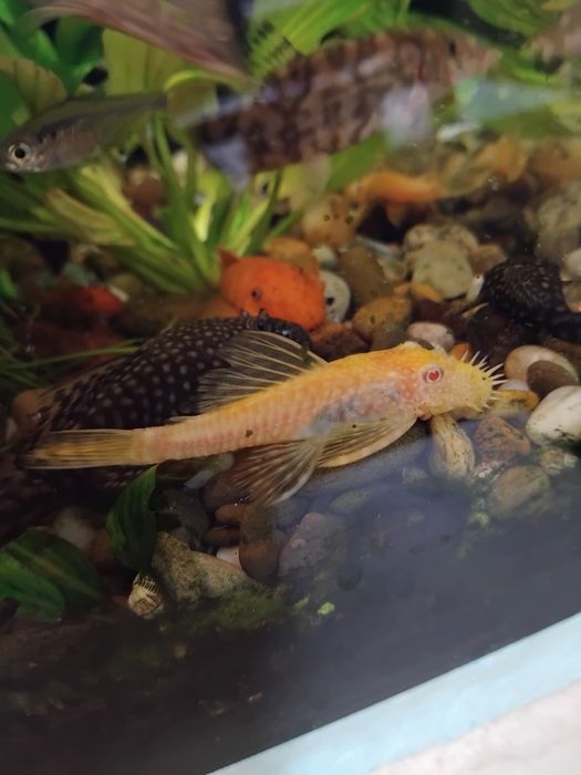 Анциструси супер ред  , обикновени  и скариди  ред чери