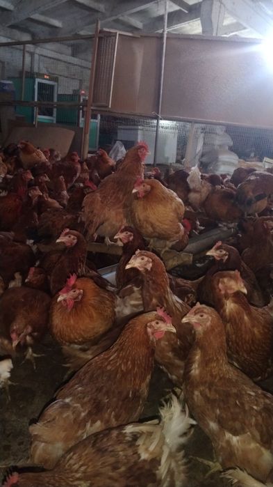 Ломан браун, Кучинские