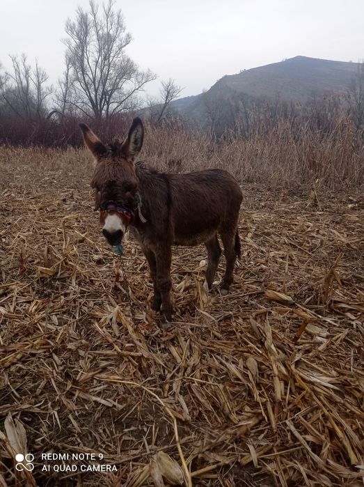 Vând măgăriță a făta