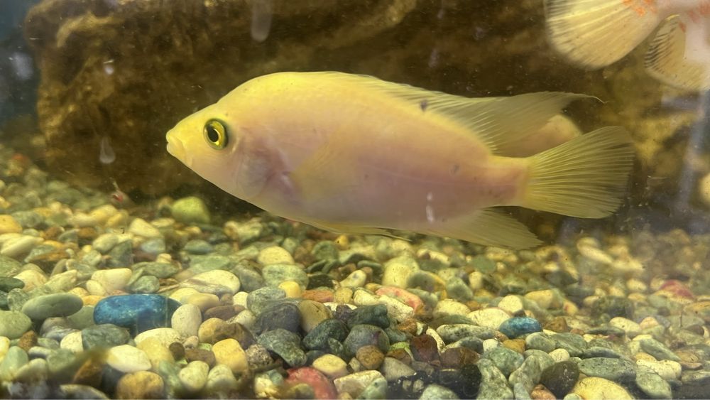 Ситрон Сихлазома