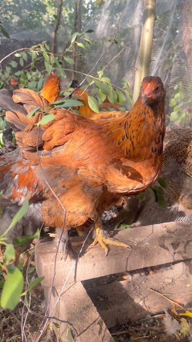 Продам курей Брамы