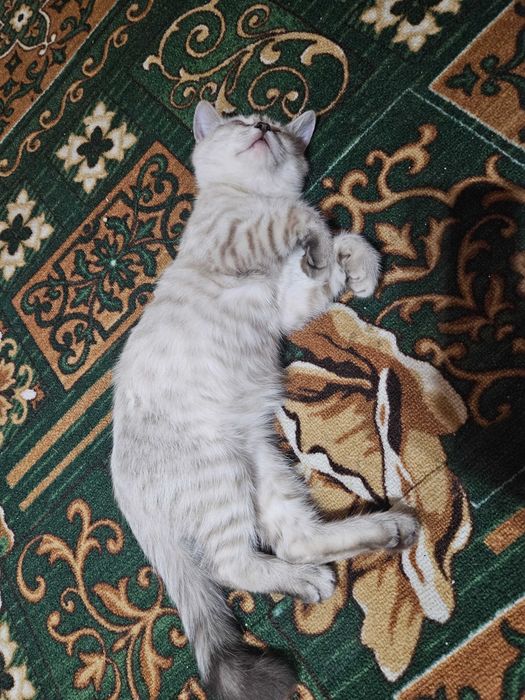 Кошка домашний  хороший