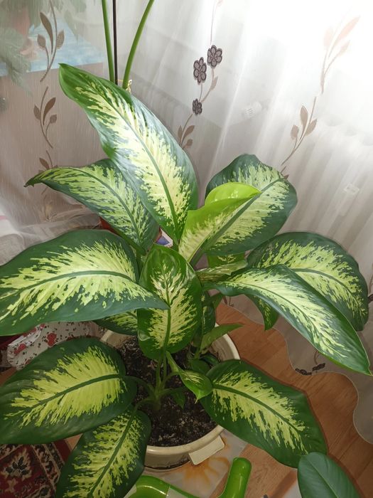 Plantă ornamentală