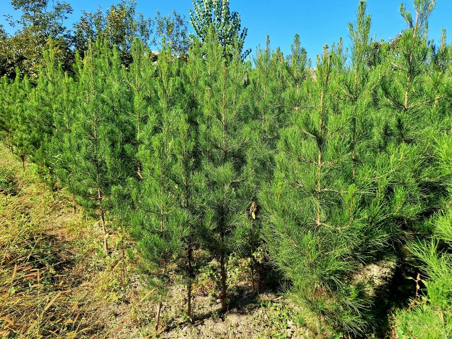 Павлония. Ва  Терак.