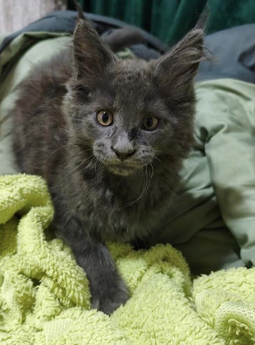 котенок Мейн Куна