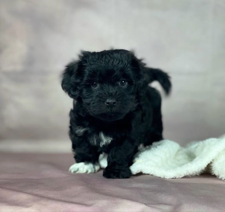 Bichon havanez fetita