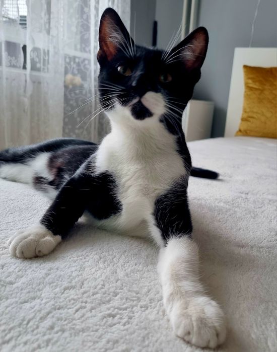 Търси осиновители