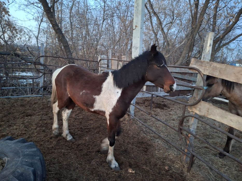 Продам двух лошадей