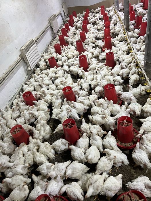 Бройлер живой вес