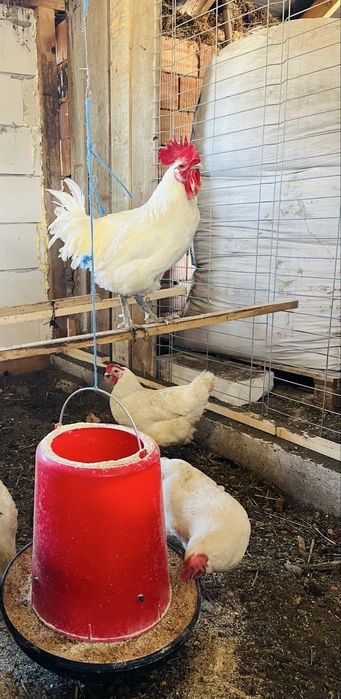 Oua incubat La bresse