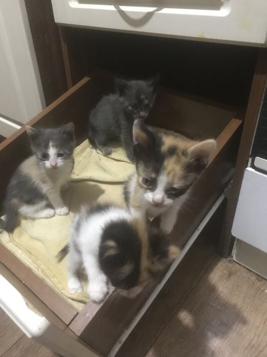 Очень красивые котята