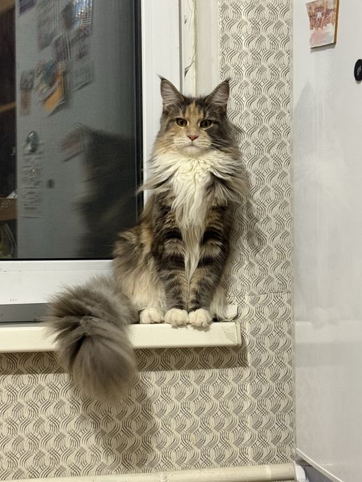 Продам мейнкуна девочка 12 месяцев