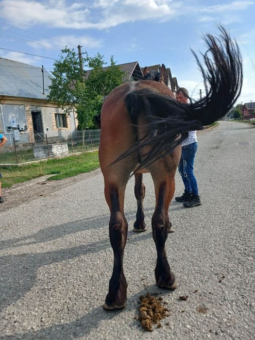 Mânz de 2 ani blând cuminte