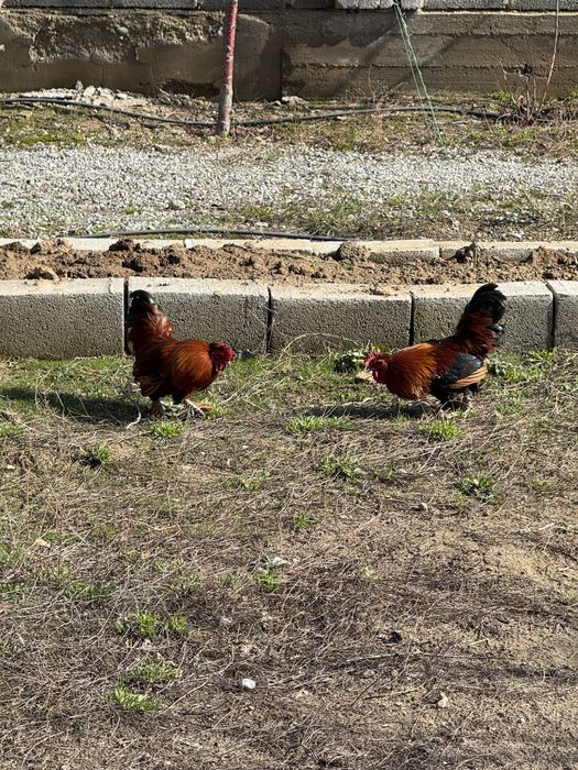 Карликовые петухи