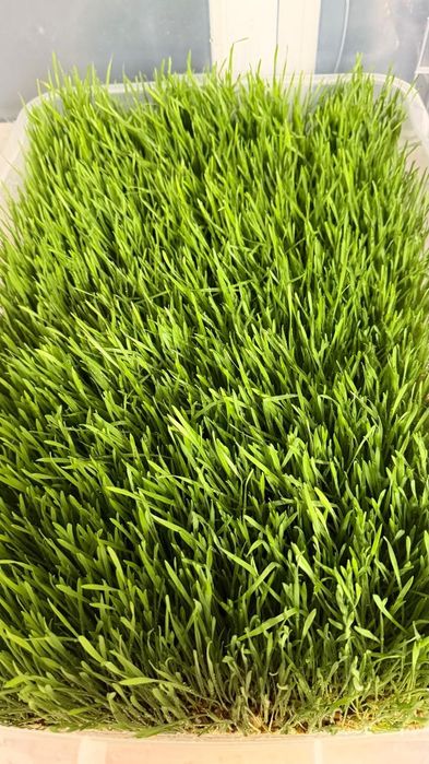 Гидропоника натуральная