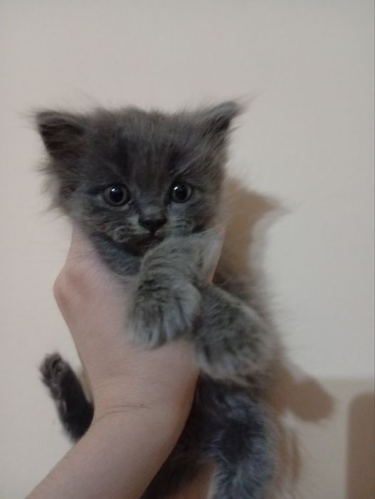 Scottish Fold mushuki sotiladi