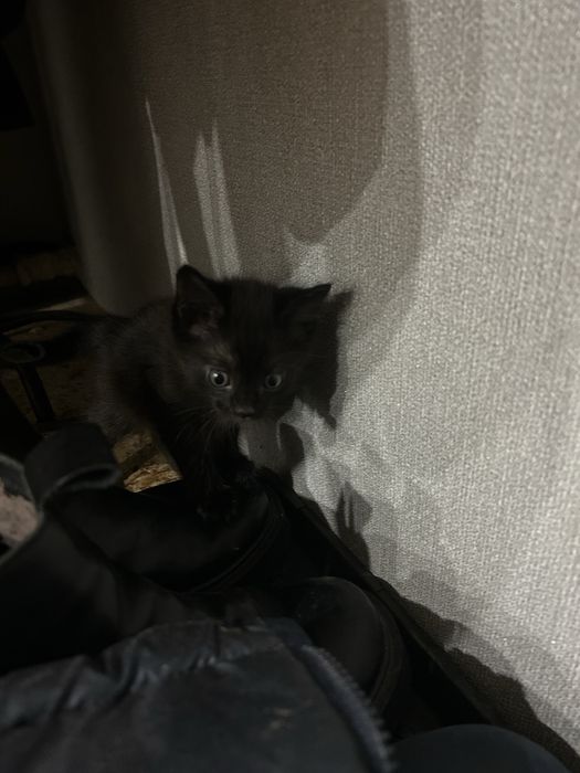 Отдам котёнка в добрые руки