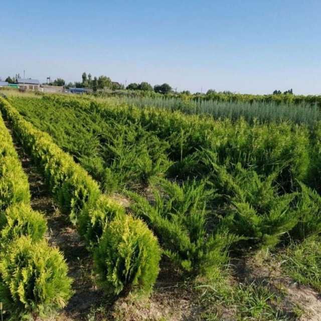 Питомник декоративных растений. Более 2000 видов земной флоры.