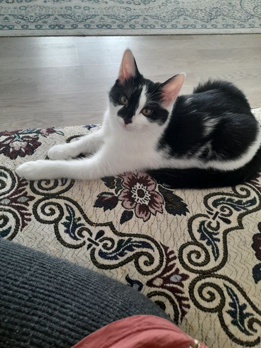 Котята в добрын руки