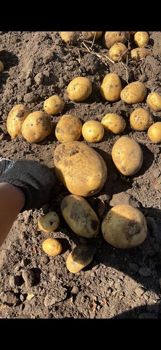 Продается домашний картофель